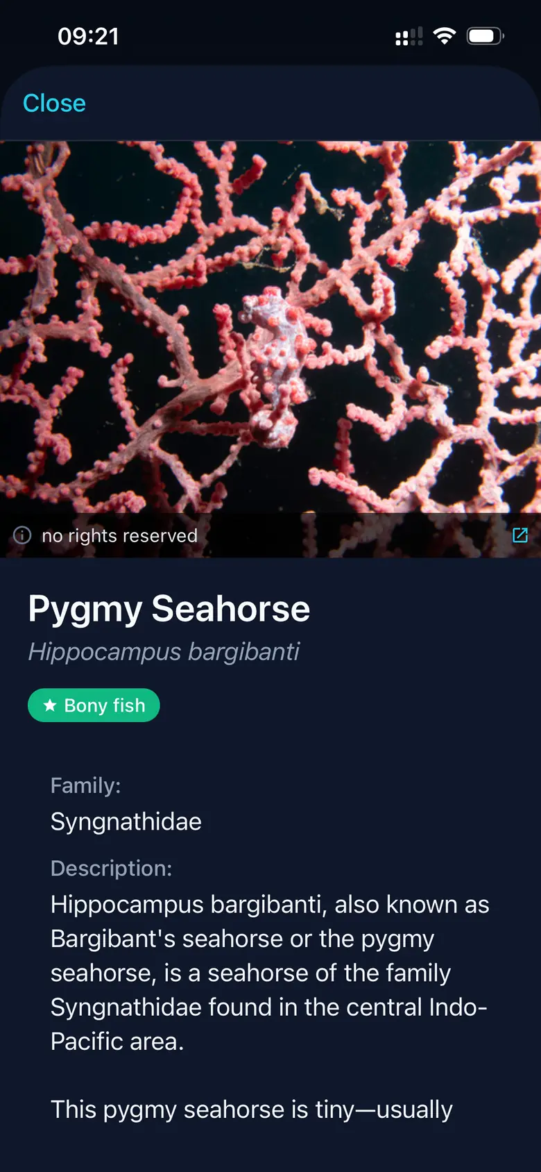 Especies marinas — Captura de la app Divex